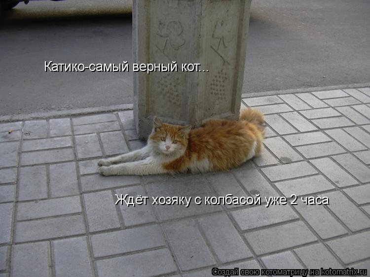 Катико-самый верный кот... Ждёт хозяку с колбасой уже 2 часа... Котоматрица: Катико-самый верный кот... Ждёт хозяку с колбасой уже 2 часа