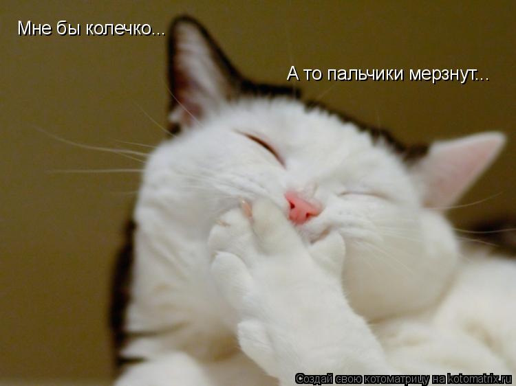 Мне бы колечко... А то пальчики мерзнут...... Котоматрица: Мне бы колечко... А то пальчики мерзнут...