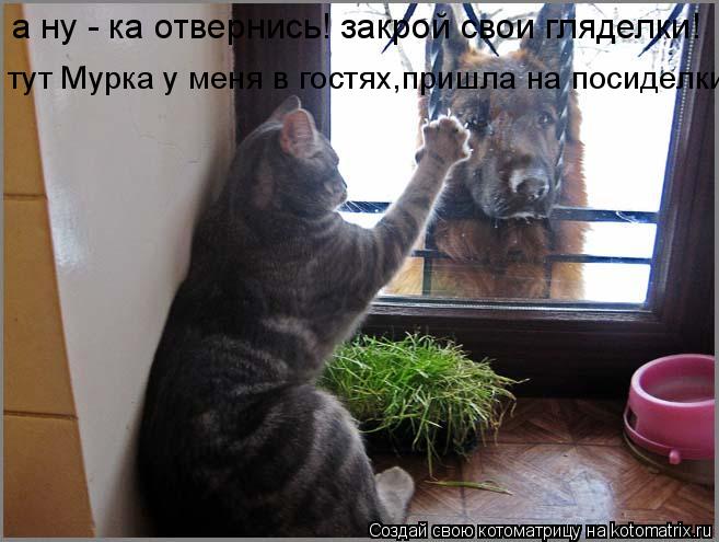 а ну - ка отвернись! закрой свои гляделки! тут Мурка у меня в гостях,пришла на посиделки!... Котоматрица: а ну - ка отвернись! закрой свои гляделки! тут Мурка у меня в гостях,пришла на посиделки!