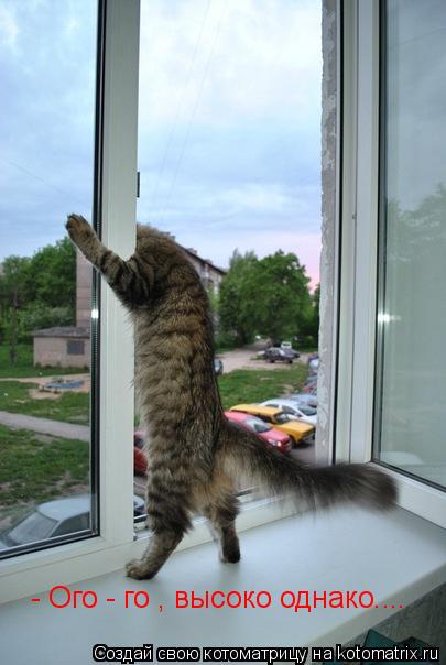 - Ого - го , высоко однако....... Котоматрица: - Ого - го , высоко однако....