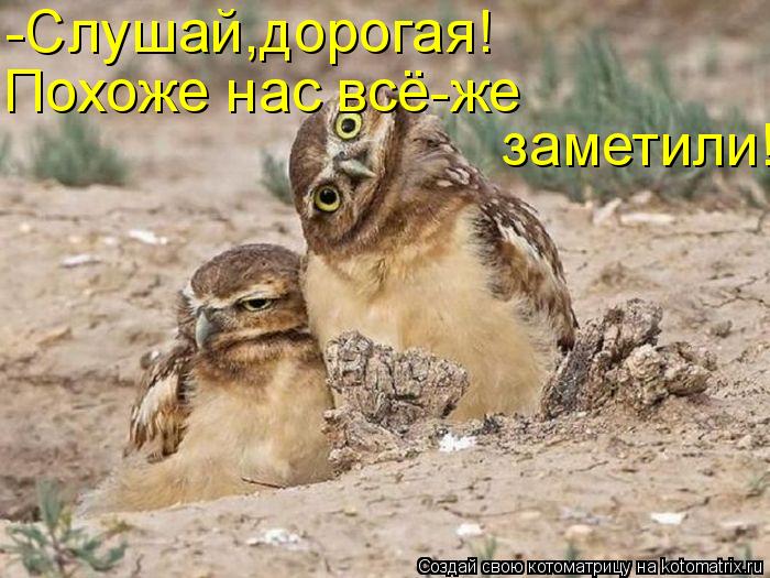 -Слушай,дорогая! Похоже нас всё-же заметили!... Котоматрица: -Слушай,дорогая! Похоже нас всё-же заметили!