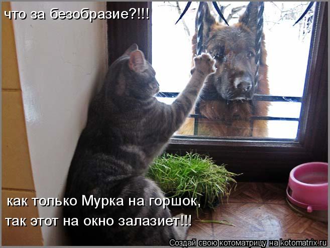что за безобразие?!!! как только Мурка на горшок, так этот на окно залазиет!!!... Котоматрица: что за безобразие?!!! как только Мурка на горшок, так этот на окно залазиет!!!