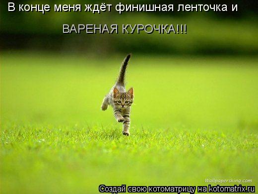 В конце меня ждёт финишная ленточка и ВАРЕНАЯ КУРОЧКА!!!... Котоматрица: В конце меня ждёт финишная ленточка и ВАРЕНАЯ КУРОЧКА!!!