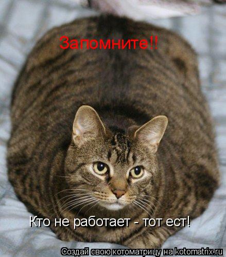Запомните!! Кто не работает - тот ест!... Котоматрица: Запомните!! Кто не работает - тот ест!