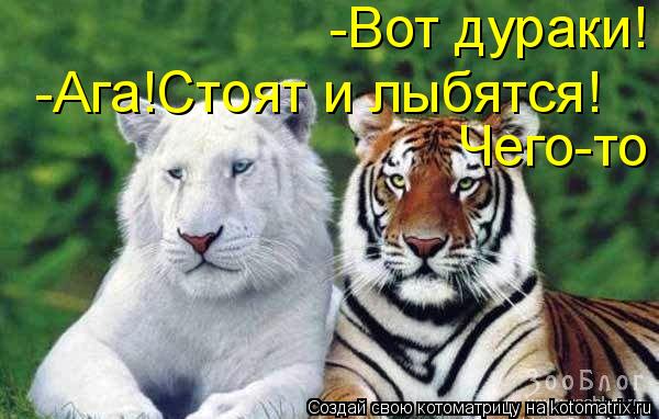 -Вот дураки! -Ага!Стоят и лыбятся! Чего-то... Котоматрица: -Вот дураки! -Ага!Стоят и лыбятся! Чего-то