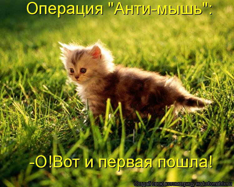 Операция "Анти-мышь": -О!Вот и первая пошла!... Котоматрица: Операция "Анти-мышь": -О!Вот и первая пошла!