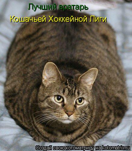Лучший вратарь Кошачьей Хоккейной Лиги... Котоматрица: Лучший вратарь Кошачьей Хоккейной Лиги