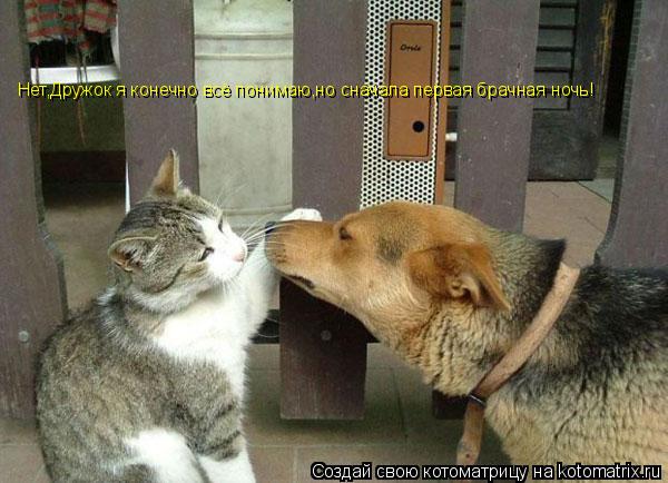 Нет,Дружок я конечно всё понимаю,но сначала первая брачная ночь!... Котоматрица: Нет,Дружок я конечно всё понимаю,но сначала первая брачная ночь!