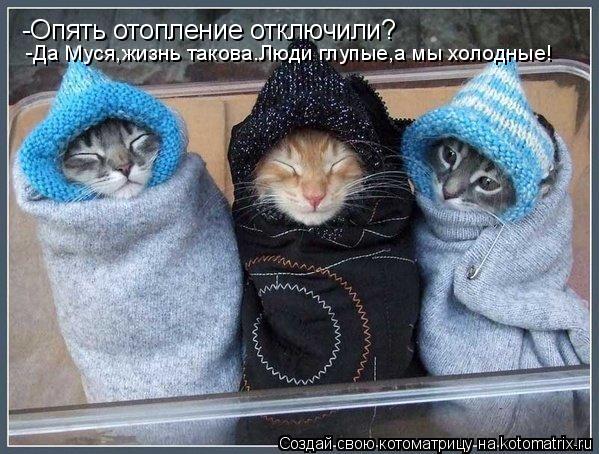 -Опять отопление отключили? -Да Муся,жизнь такова.Люди глупые,а мы холодные!... Котоматрица: -Опять отопление отключили? -Да Муся,жизнь такова.Люди глупые,а мы холодные!