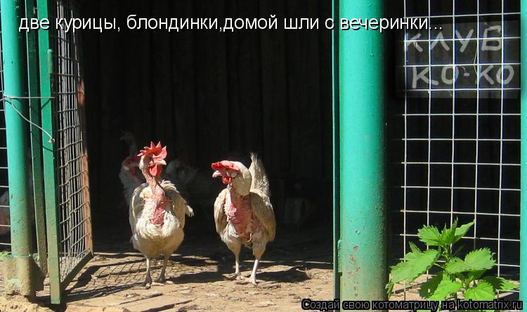 две курицы, блондинки,домой шли с вечеринки...... Котоматрица: две курицы, блондинки,домой шли с вечеринки...