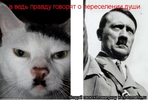 а ведь правду говорят о переселении души... Котоматрица: а ведь правду говорят о переселении души