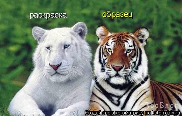 раскраска образец... Котоматрица: раскраска образец