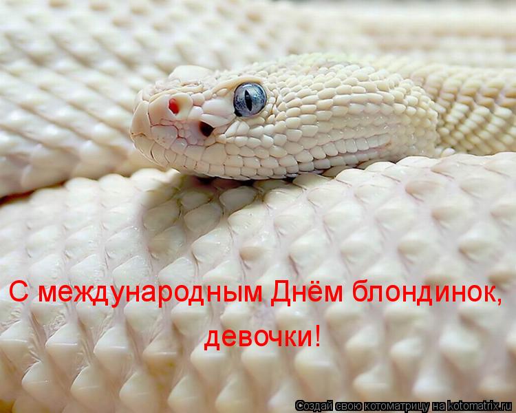 С международным Днём блондинок, девочки!... Котоматрица: С международным Днём блондинок, девочки!