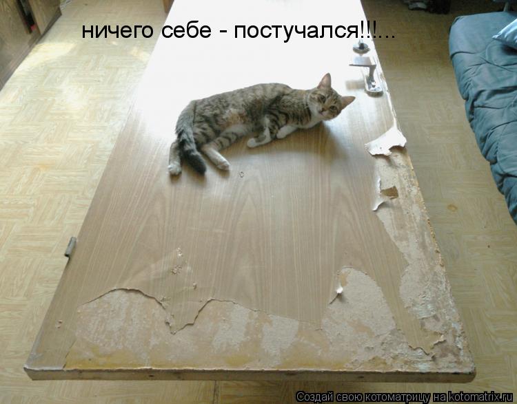 ничего себе - постучался!!!...... Котоматрица: ничего себе - постучался!!!...