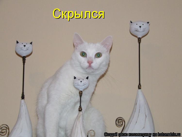 Скрылся... Котоматрица: Скрылся
