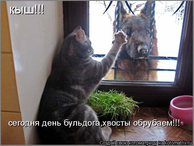 кыш!!! сегодня день бульдога,хвосты обрубаем!!!... Котоматрица: кыш!!! сегодня день бульдога,хвосты обрубаем!!!