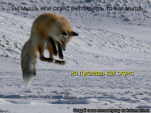 Ты мышь или скунс выглядишь то как мышь но пукаешь как скунс... Котоматрица: Ты мышь или скунс выглядишь то как мышь но пукаешь как скунс