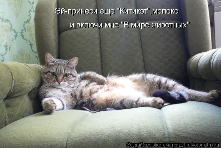 Эй-принеси еще "Китикэт",молоко и включи мне "В мире животных"... Котоматрица: Эй-принеси еще "Китикэт",молоко и включи мне "В мире животных"