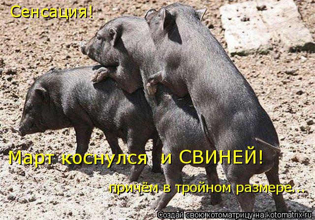 Сенсация! Март коснулся и СВИНЕЙ! причём в тройном размере...... Котоматрица: Сенсация! Март коснулся и СВИНЕЙ! причём в тройном размере...