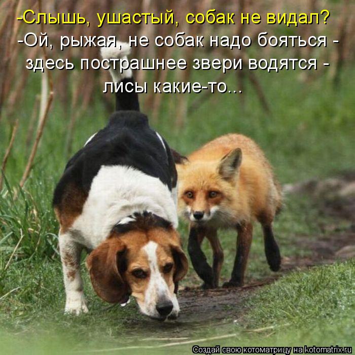 -Слышь, ушастый, собак не видал? -Ой, рыжая, не собак надо бояться - здесь пострашнее звери водятся -... Котоматрица: -Слышь, ушастый, собак не видал? -Ой, рыжая, не собак надо бояться - здесь пострашнее звери водятся - лисы какие-то...