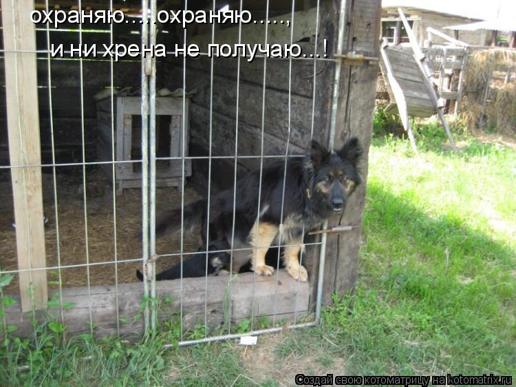 охраняю.....охраняю....., и ни хрена не получаю...!... Котоматрица: охраняю.....охраняю....., и ни хрена не получаю...!