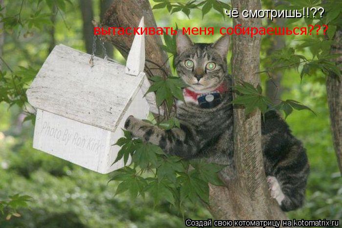 чё смотришь!!?? вытаскивать меня собираешься???... Котоматрица: чё смотришь!!?? вытаскивать меня собираешься???