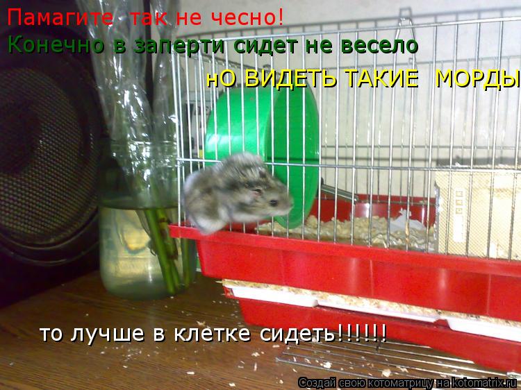 Памагите так не чесно! Конечно в заперти сидет не весело нО ВИДЕТЬ ТАКИЕ МОРДЫ то лучше в клетк... Котоматрица: Памагите так не чесно! Конечно в заперти сидет не весело нО ВИДЕТЬ ТАКИЕ МОРДЫ то лучше в клетке сидеть!!!!!!