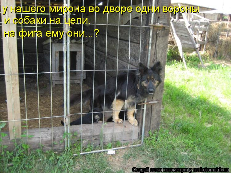 у нашего мирона во дворе одни вороны и собаки на цепи. на фига ему они...?... Котоматрица: у нашего мирона во дворе одни вороны и собаки на цепи. на фига ему они...?