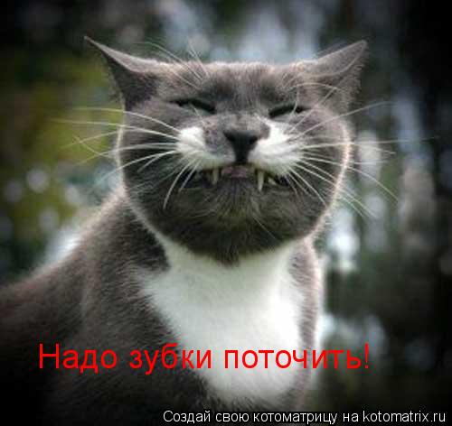 Надо зубки поточить!... Котоматрица: Надо зубки поточить!