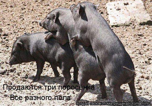 Продаются три поросёнка Все разного пола... Котоматрица: Продаются три поросёнка Все разного пола