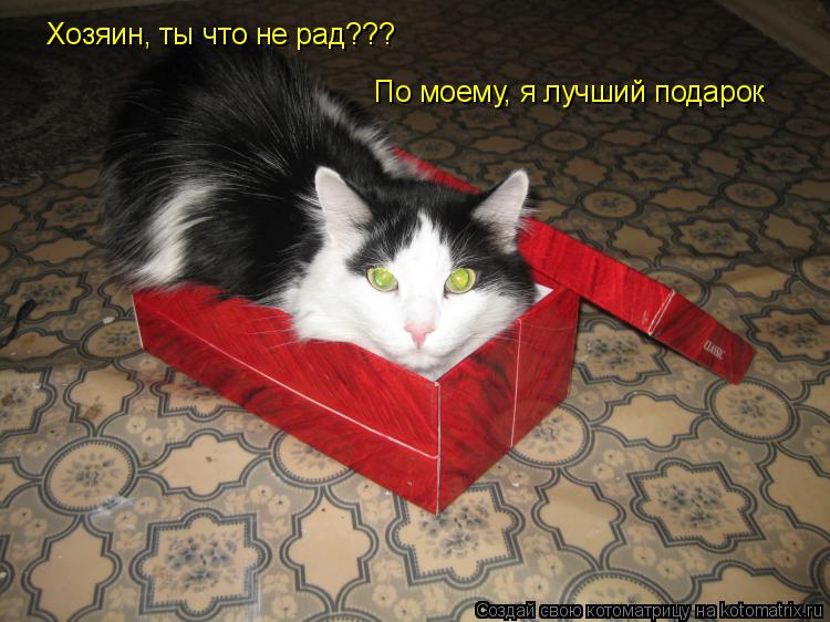 Хозяин, ты что не рад??? По моему, я лучший подарок... Котоматрица: Хозяин, ты что не рад??? По моему, я лучший подарок