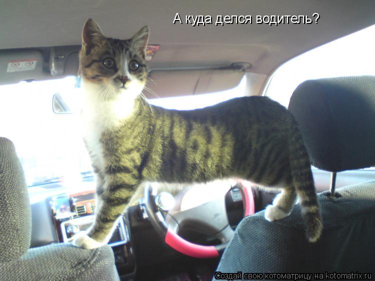 А куда делся водитель?... Котоматрица: А куда делся водитель?