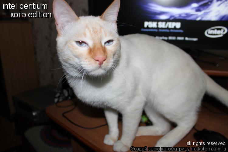 intel pentium котэ edition all rights reserved... Котоматрица: intel pentium котэ edition all rights reserved