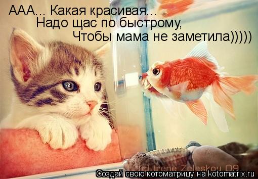 ААА... Какая красивая... Надо щас по быстрому, Чтобы мама не заметила)))))... Котоматрица: ААА... Какая красивая... Надо щас по быстрому, Чтобы мама не заметила)))))