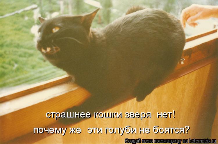 страшнее кошки зверя нет! почему же эти голуби не боятся?... Котоматрица: страшнее кошки зверя нет! почему же эти голуби не боятся?