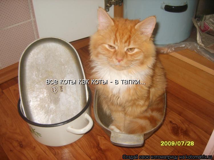 все коты как коты - в тапки...... Котоматрица: все коты как коты - в тапки...