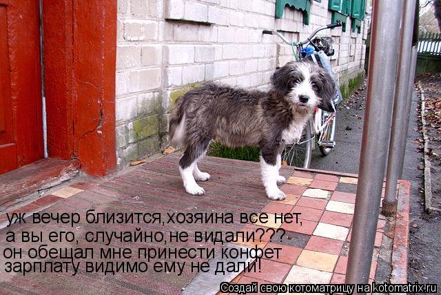 уж вечер близится,хозяина все нет, а вы его, случайно,не видали??? он обещал мне принести конфет зарп... Котоматрица: уж вечер близится,хозяина все нет, а вы его, случайно,не видали??? он обещал мне принести конфет зарплату видимо ему не дали!