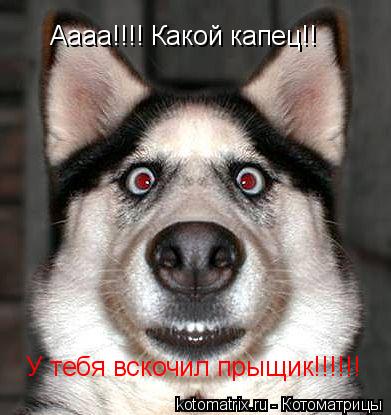 У тебя вскочил прыщик!!!!!! Аааа!!!! Какой капец!!... Котоматрица: У тебя вскочил прыщик!!!!!! Аааа!!!! Какой капец!!