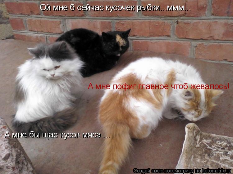 Ой мне б сейчас кусочек рыбки...ммм... А мне бы щас кусок мяса ... А мне пофиг главное чтоб жевалось!... Котоматрица: Ой мне б сейчас кусочек рыбки...ммм... А мне бы щас кусок мяса ... А мне пофиг главное чтоб жевалось!
