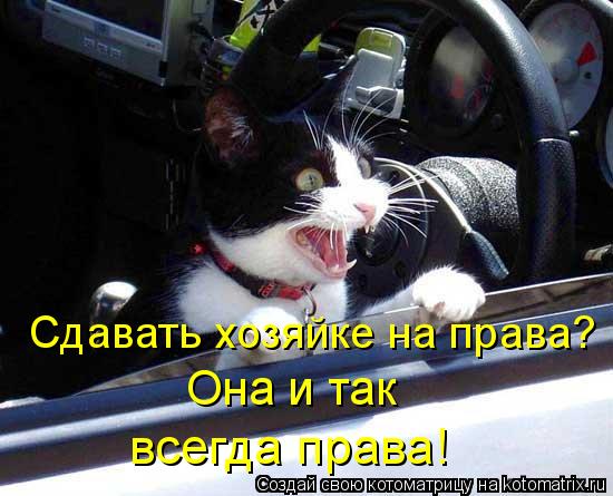 Сдавать хозяйке на права? Она и так всегда права!... Котоматрица: Сдавать хозяйке на права? Она и так всегда права!