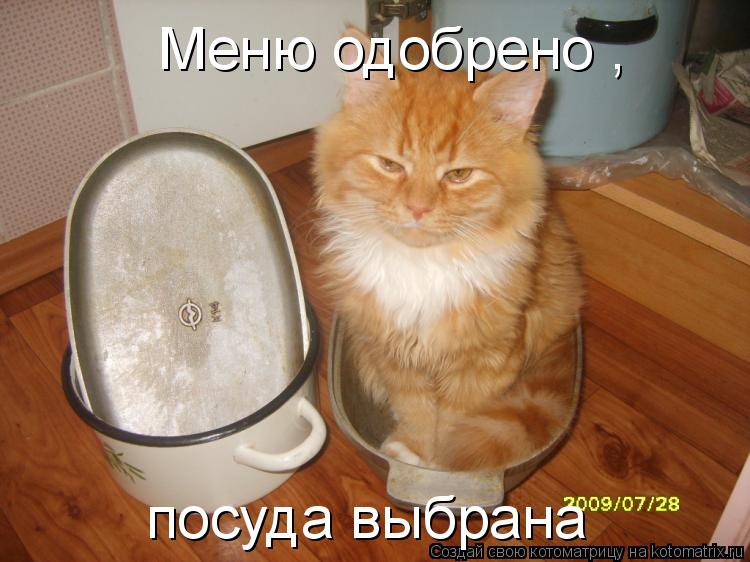 Котоматрица: Меню одобрено , посуда выбрана