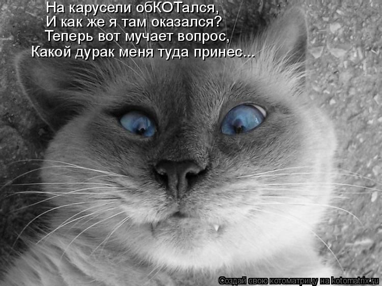 На карусели обКОТался, И как же я там оказался? Теперь вот мучает вопрос, Какой дурак меня туда прине... Котоматрица: На карусели обКОТался, И как же я там оказался? Теперь вот мучает вопрос, Какой дурак меня туда принес...