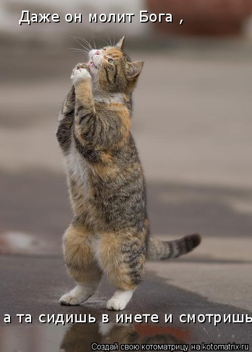 Котоматрица: Даже он молит Бога , а та сидишь в инете и смотришь !!!!!