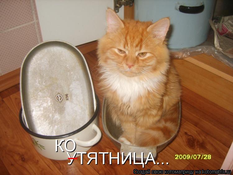 Котоматрица: УТЯТНИЦА... _ КО