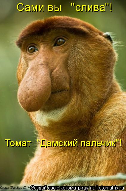 Томат "Дамский пальчик"! Сами вы "слива"!... Котоматрица: Томат "Дамский пальчик"! Сами вы "слива"!