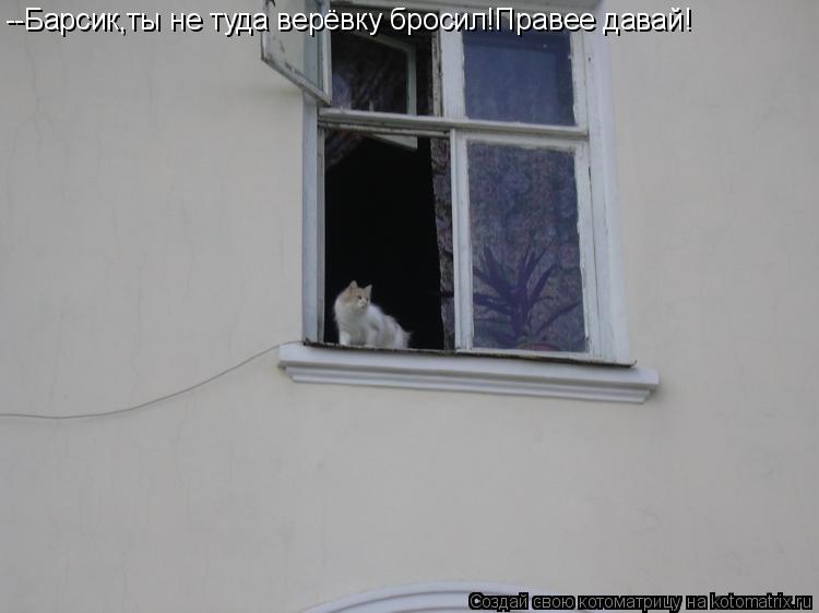 Котоматрица: --Барсик,ты не туда верёвку бросил!Правее давай!