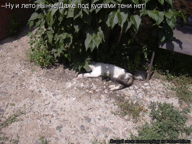 --Ну и лето нынче!Даже под кустами тени нет!... Котоматрица: --Ну и лето нынче!Даже под кустами тени нет!