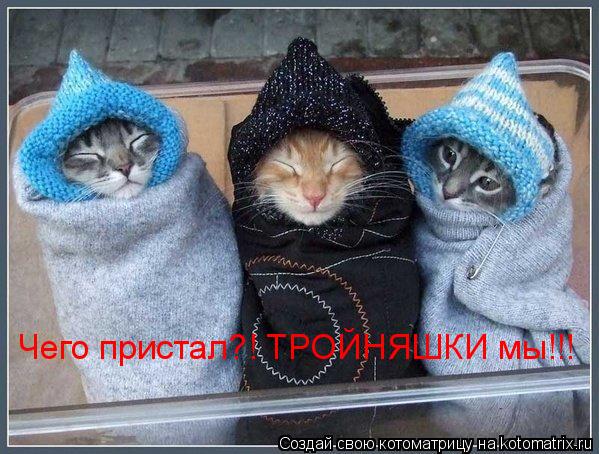 Чего пристал?! ТРОЙНЯШКИ мы!!!... Котоматрица: Чего пристал?! ТРОЙНЯШКИ мы!!!