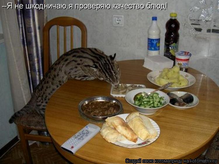 --Я не шкодничаю,я проверяю качество блюд!... Котоматрица: --Я не шкодничаю,я проверяю качество блюд!