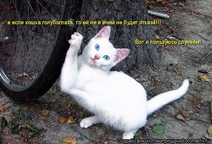 а если кошка голубоглаза, то ей не в вчем не будет отказа!!! Вот и пользуюсь случаем!... Котоматрица: а если кошка голубоглаза, то ей не в вчем не будет отказа!!! Вот и пользуюсь случаем!